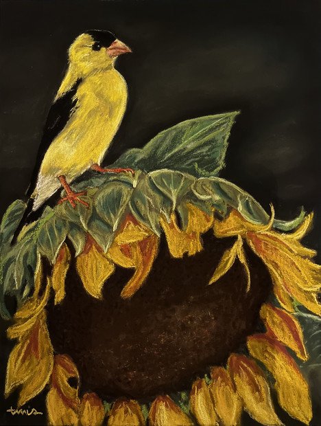 Goldfinch perched atop a sunflower. Original photo by Steve Hamilton.